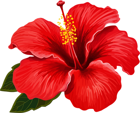 Red Hibiscus Flower